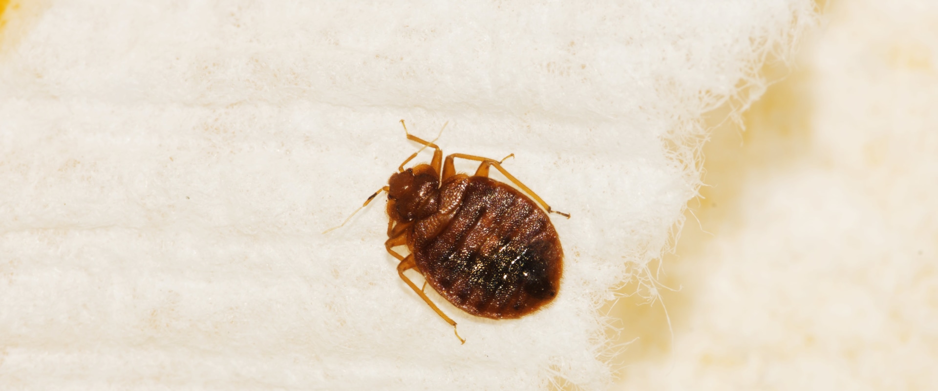 Hiring a Professional for Home Bed Bug Treatment