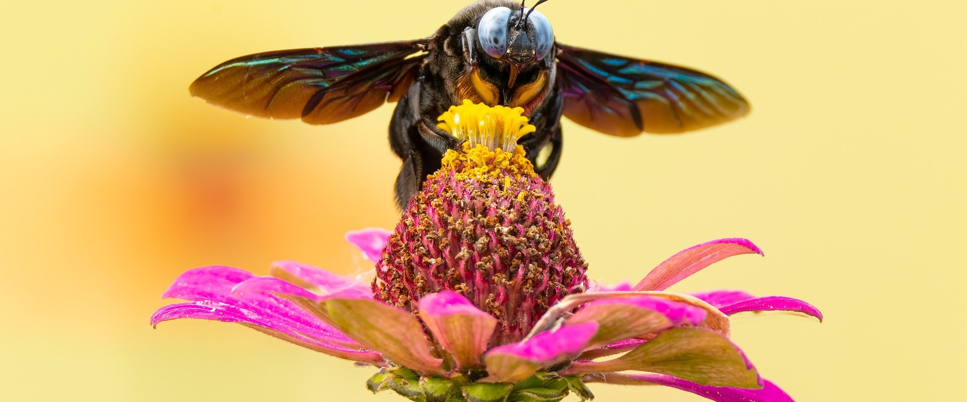 The Fascinating World of Bees